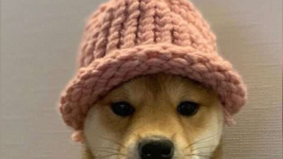 도그위프햇(WIF), 로빈후드 상장 소식에 급등