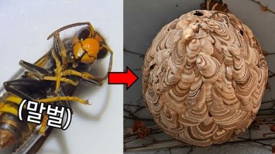(충격주의) 말벌집 내부에는 꿀 대신 다른게 들어있습니다