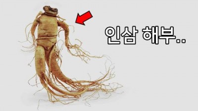인삼 뿌리는 어떻게 사람 모양으로 변할까?