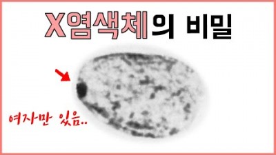 여성에게서만 나타나는 특이한 현상! - X염색체 불활성화