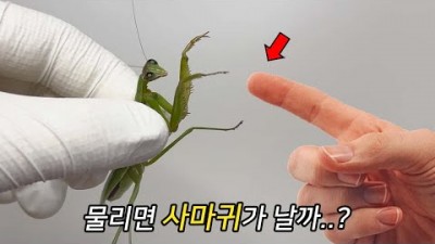 90%가 모르는 사마귀의 충격적 비밀들