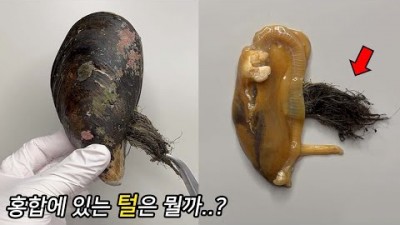 여러분 중 99%는 이 털을 먹어보았습니다