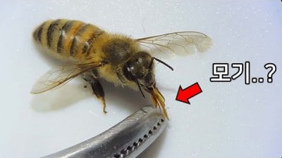 당신이 꿀벌에서 보지 못한 것들